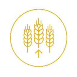 Orange outline of a wheat stalk with a location pin marked with a grain inside, all enclosed in a circle on a transparent background.
